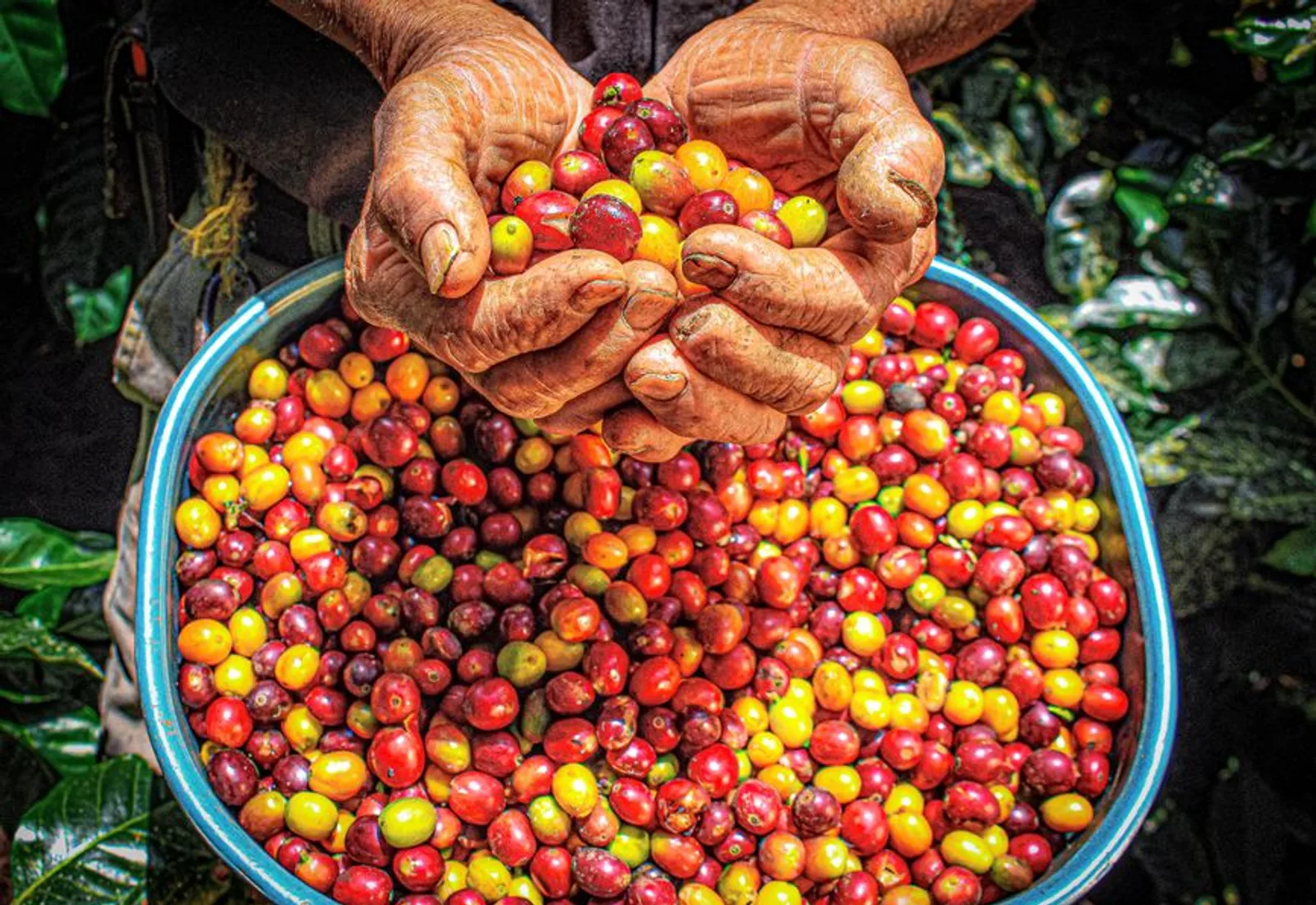 Hands holding a bowl of freshly picked red and yellow coffee cherries