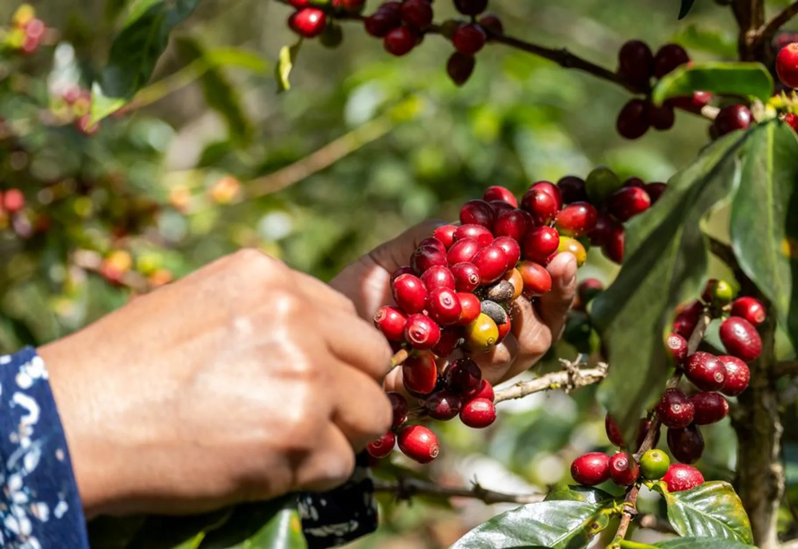 A hand picking ripe red cherries from a coffee branch