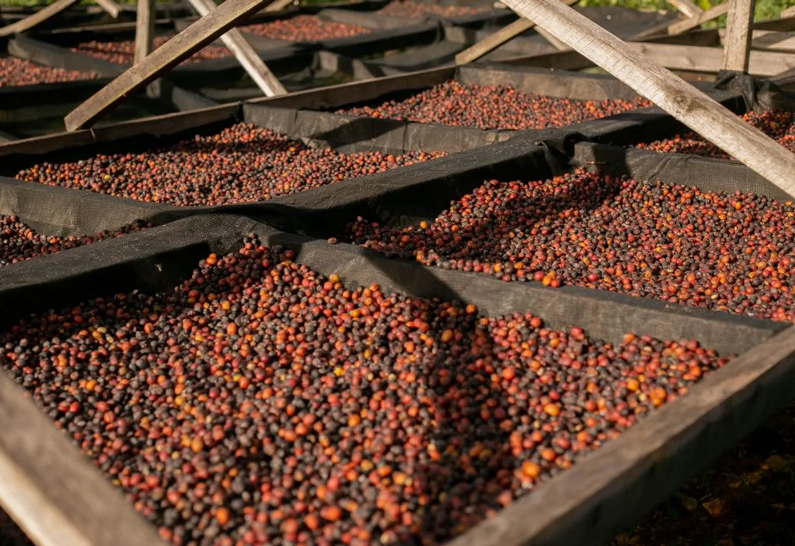 Coffee cherries spread out drying on raised beds