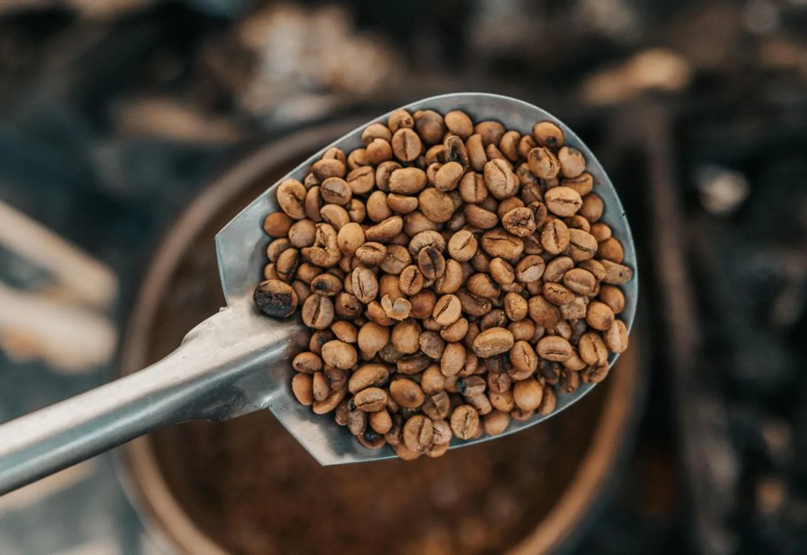 A metal scoop lifted from a bed of freshly roasted beans