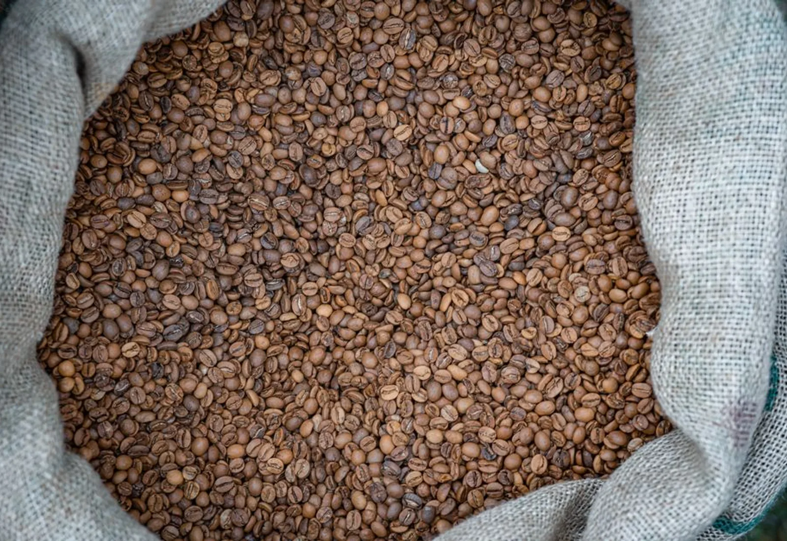 Burlap sacks of green coffee open at the top